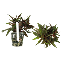 LUDWIGIA GLANDULOSA