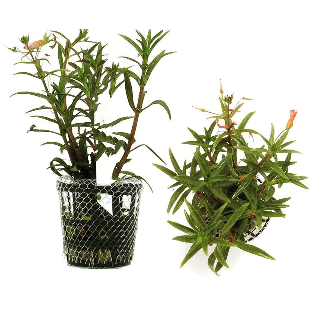 LIMNOPHILA AROMATICA