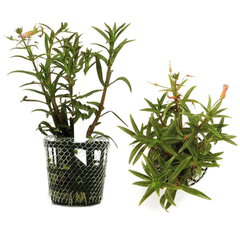 LIMNOPHILA AROMATICA
