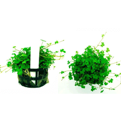 HYDROCOTYLE TRIPARTITA