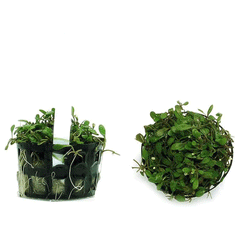 GLOSSOSTIGMA ELATINOIDES