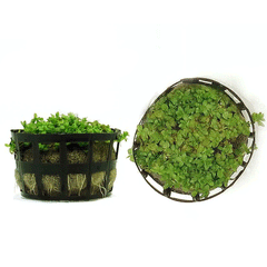HEMIANTHUS MICRANTHEMOIDES