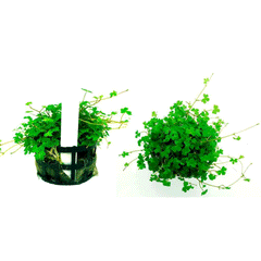 HYDROCOTYLE TRIPARTITA (MINI)