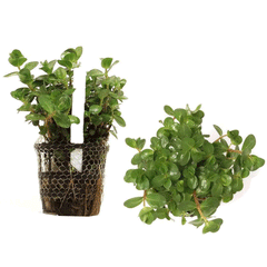 ROTALA SP.(PINK)