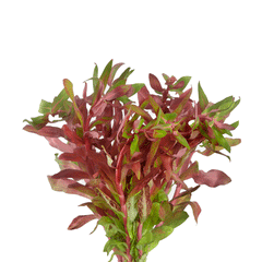 AMMANNIA SENEGALENSIS