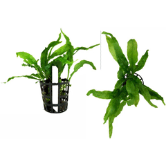 MICROSORUM (WAVE LEAF)