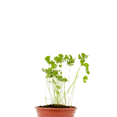 MARSILEA QUADRIFOLIA (TREVO 4 FOLHAS)