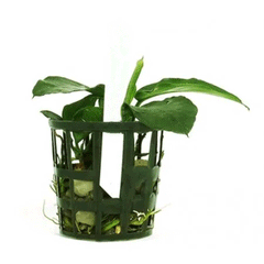 ANUBIAS BARTERI (NANA)