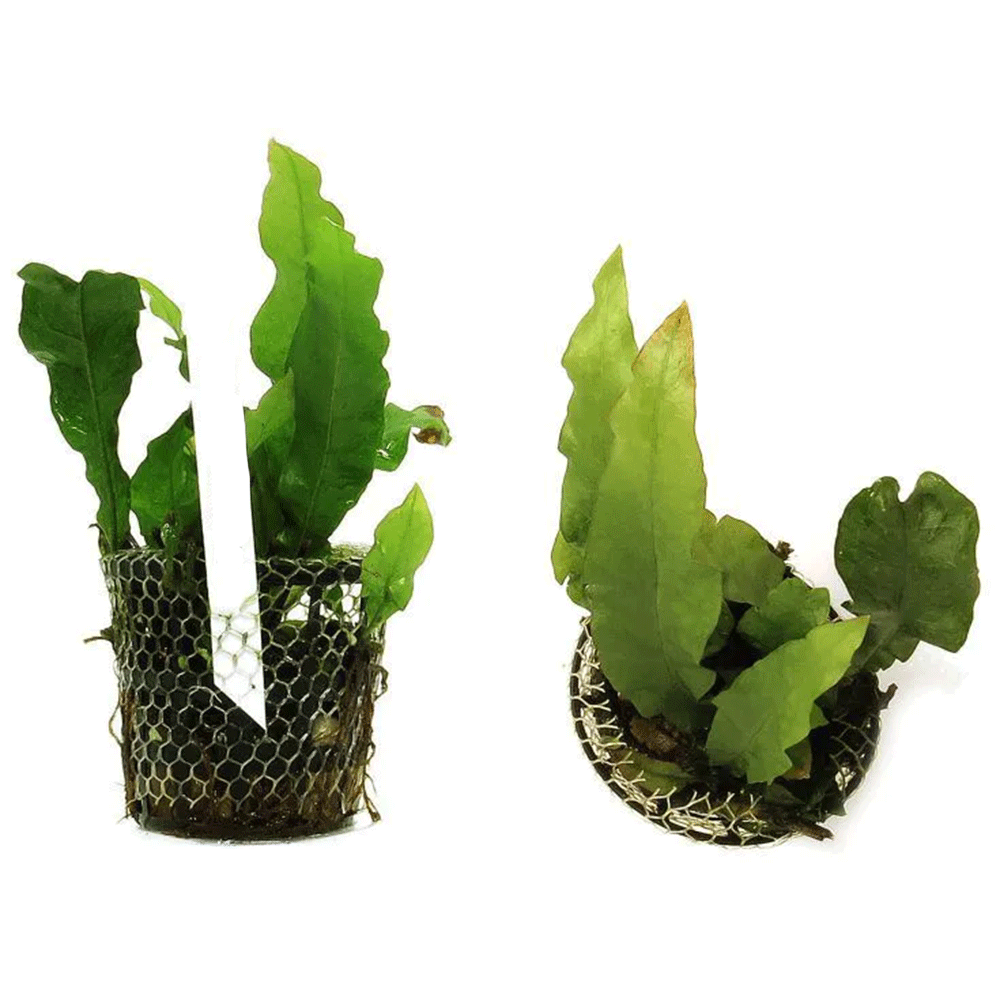 MICROSORUM PTEROPUS