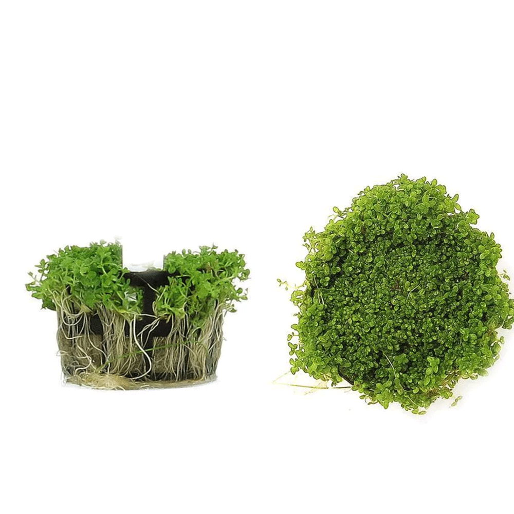 HEMIANTHUS CALLITRICHOIDES