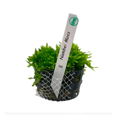NAMBEI MOSS