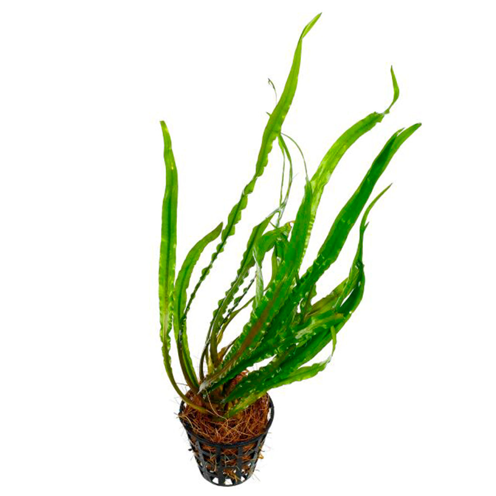 CRYPTOCORYNE SPIRALIS