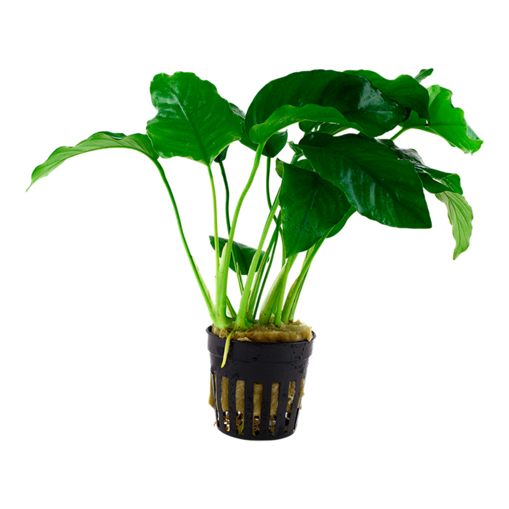 ANUBIAS LANCEOLATA