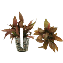 ALTERNANTHERA REINECKII (LILACINA)