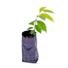 SACO PLASTICO 15X25CM PARA MUDA COM 100UN