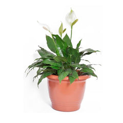 VASO PLASTICO REDONDO 22 CM TERRACOTA 310